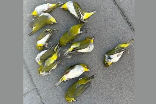 北京12隻候鳥撞玻璃致死 紅脅繡眼鳥成城市受害者