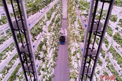 草莓全年上市、日產200公斤 成都打造西南最大智慧植物工廠