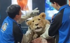 猛獸界「情緒最穩」小獅？哈爾濱「小毛」下巴隨便摸