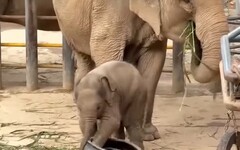 100多公斤小象成「頂流」 翻車、撒嬌、摔跤牠最可愛
