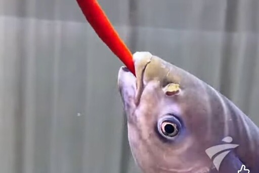 提前加料?湖南養殖戶餵魚吃辣椒:追著吃、長得更肥