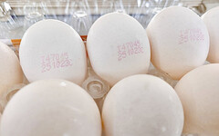 市售雞蛋驗出芬普尼 全聯、楓康：持發票可原店退貨