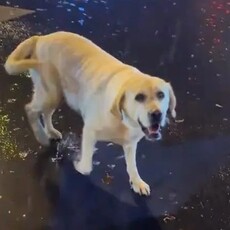 青島拉拉走失 失蹤三個月後現身長沙 奇蹟重逢人狗都哭了