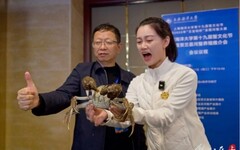 大陸河蟹「奧斯卡」揭曉 江西蟹王重奪冠、上海蟹首度封后！