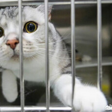 抽流浪動物血撐起黑心產業 大陸「血貓」事件揭寵物輸血亂象