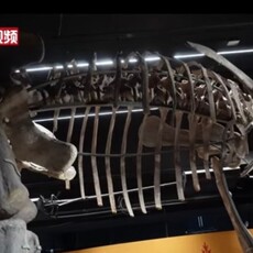 北京白堊紀恐龍特展 「亞洲大胃王」汝陽黃河巨龍震撼亮相