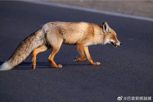 新疆博斯騰湖小狐狸爆紅!路邊蹦跳不怕生、愛吃葡萄