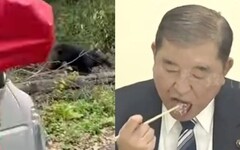 日本黑熊襲擊創新高 石破茂建議「熊肉叉燒配紅酒」引爭議