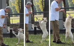 桃園動保處「小白」慘案連環爆！不只訓犬師黑歷史 員工吹哨遭霸凌惡意調職