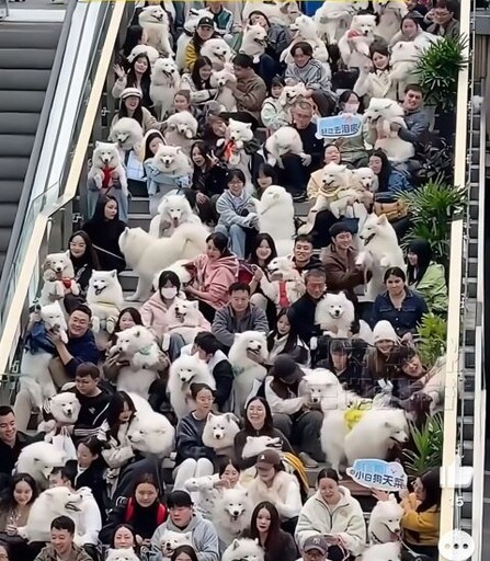 重慶126隻薩摩耶大聚會 飼主眼花 民眾笑喊：臉盲症大爆發