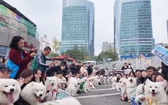 重慶126隻薩摩耶大聚會 飼主眼花 民眾笑喊：臉盲症大爆發