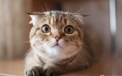 貓咪怪癖從喝馬桶水到「監督主人洗澡」 都是愛的表現