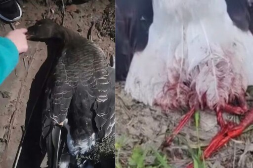大雁慘死、白鶴斷腳、牲畜中箭 野生動物最怕的是它
