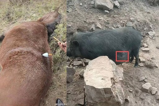 大雁慘死、白鶴斷腳、牲畜中箭 野生動物最怕的是它