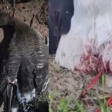 大雁慘死、白鶴斷腳、牲畜中箭 野生動物最怕的是它