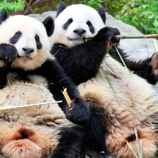 日本快要沒有大貓熊了 上野最後兩隻2026年返回大陸