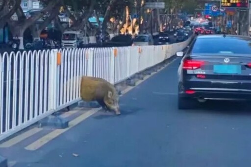 誰說「頭過身就過」?野豬過馬路 護欄卡住牠的肥肚