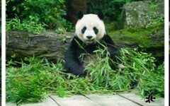 美的宣布認養台北市立動物園大貓熊