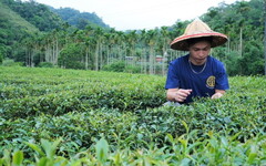 春季包種茶市級評鑑出爐！86年次青農蔡智霖奪百萬冠軍茶王