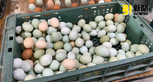雞蛋降價仍賣不完！農業部長陳駿季：適度淘汰寡產老母雞