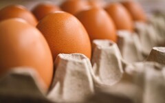 收購「過期、發霉長蟲蛋」混入蛋液狂賺千萬 元山蛋品判決出爐