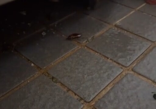 金仙滷肉飯便當吃到「整隻」蟑螂 衛生局稽查驚見小強還在地上爬
