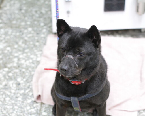 黑犬日前遭膠帶封嘴 新北市動保處籲民眾協助破案