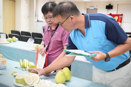 新北市文旦柚果品評鑑競賽結果出爐 張讚群獲得冠軍殊榮