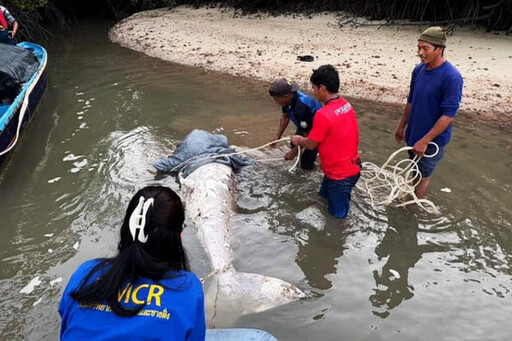 普吉島驚見無頭「美人魚」！疑因迷信「牙齒避邪」遭獵殺