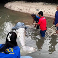 普吉島驚見無頭「美人魚」！疑因迷信「牙齒避邪」遭獵殺