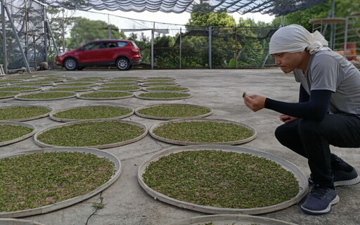 百工百業／東方美人茶國際化的挑戰 台灣珍貴茶如何綻放光芒