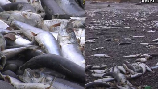 北海道湧大量沙丁魚屍「綿延約1公里」！網憂：地震要來了