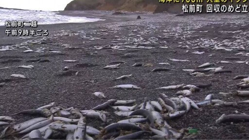 北海道湧大量沙丁魚屍「綿延約1公里」！網憂：地震要來了