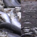 北海道湧大量沙丁魚屍「綿延約1公里」！網憂：地震要來了