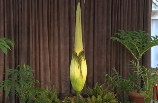 睽違15年！雪梨皇家植物園「屍花」即將盛開