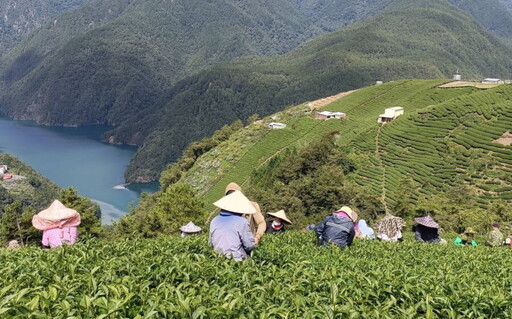 百工百業／梨山茶風土之謎 陳孟智如何用深山茶湯感動世界