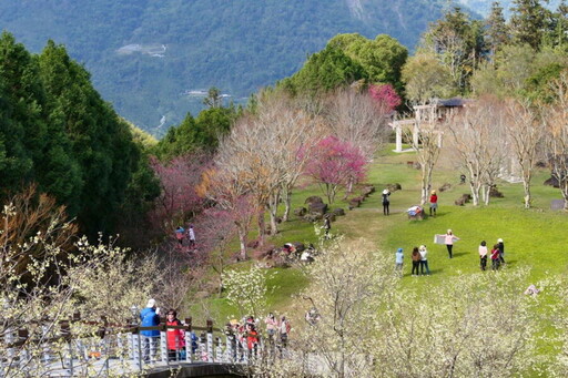 嘉義梅山秘境「寒溪呢」春櫻盛開白紅爭艷 巧遇周子瑜遊客直呼太幸運