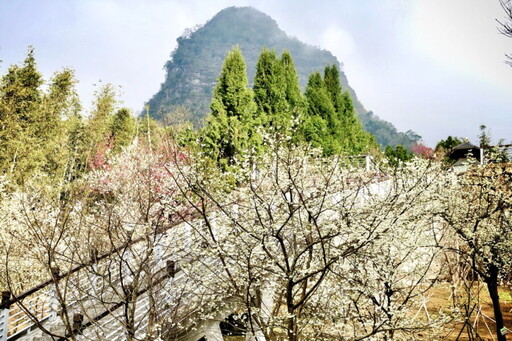 嘉義梅山秘境「寒溪呢」春櫻盛開白紅爭艷 巧遇周子瑜遊客直呼太幸運