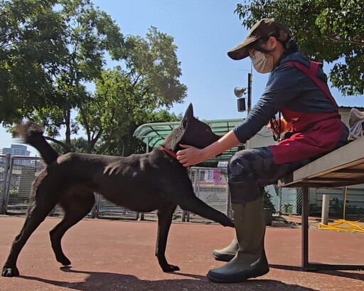 動保處開課程助飼主解決疑難雜症 今年加碼到宅犬隻行為訓練