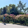 車遊雙泰產業道路賞杜鵑 一睹春季限定百花爭妍鬥豔美景