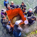 一級保育綠蠵龜困馬崗漁港 動保處組成救援小組脫困重返大海