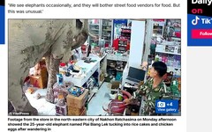 泰國超市遭大象闖入 吃米餅、雞蛋損失僅22英鎊