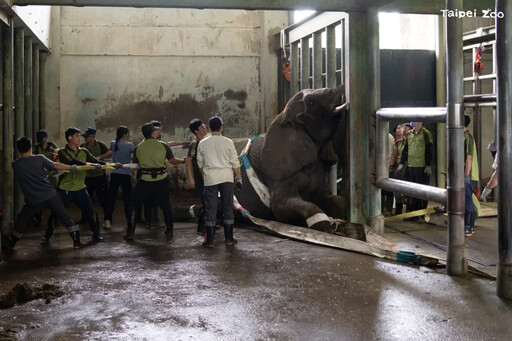 台北動物園非洲象「美代」病逝 解剖初判為全身感染