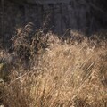震驚！婚禮變煉獄 兩少女遭四惡狼輪姦後棄屍荒野