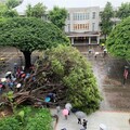 逢甲大學驚傳樹倒壓人 男學生OHCA、2人受困搶救中