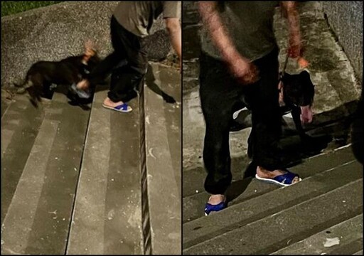 比特犬狂咬貴賓狗！臟器外露慘死 花蓮女飼主崩潰痛哭