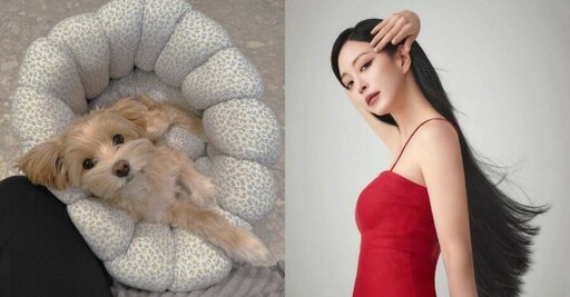 接狗回家竟摔斷腿！韓藝瑟崩潰心疼 證實：職員疏失
