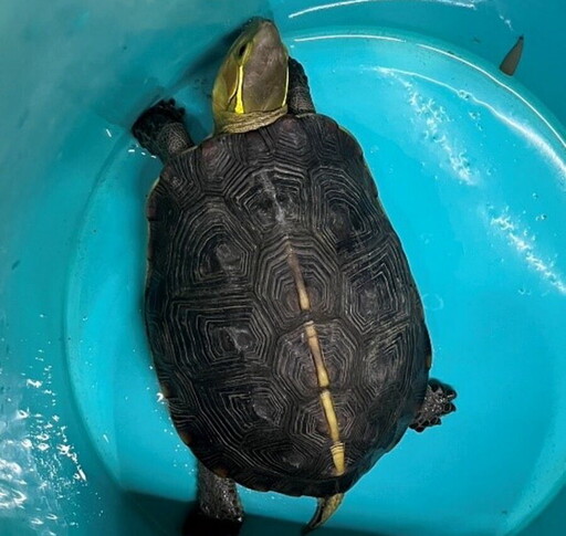 保護野生動物！新北永安里設食蛇龜解說牌 打造保育示範社區