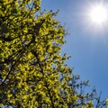 熱爆！6地高溫上看36℃ 氣象署示警：熱帶低壓醞釀中