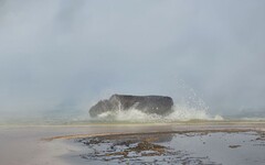 慘劇拍下！國家公園野牛跌「89度」泉水 鏡頭前被活煮至死